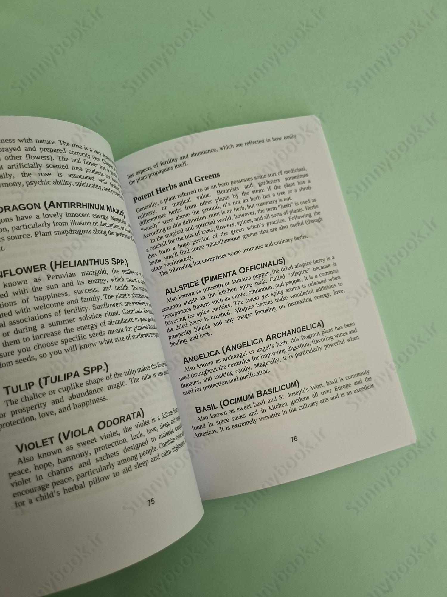 The Green Witch main 1 3